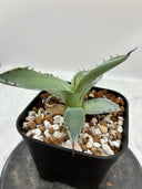 Agave 甲蟹x屈原(No.？)子株②(Lize血統) 抜き苗発送