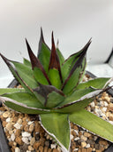 【Indoor Jungle Issue n°11掲載株】アガベ 黒火焔x笹之雪子株(Lize血統)　抜き苗発送