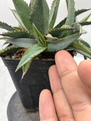 Agave 甲蟹x笹之雪子株③(Lize血統) 抜き苗発送