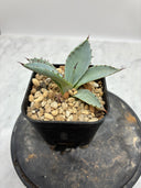 Agave 激怒之舞(No.？)子株①(Lize血統) 抜き苗発送