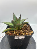 Agave ホリササ(No.39)子株②(Lize血統) 抜き苗発送