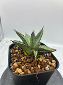 Agave ホリササ(No.39)子株②(Lize血統) 抜き苗発送