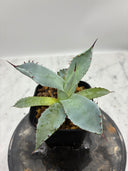 Agave 激怒之舞(No.？)子株④(Lize血統) 抜き苗発送