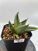 Agave ホリササ(No.37)子株②(Lize血統) 抜き苗発送