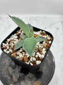 Agave 甲蟹x屈原(No.？)子株⑤(Lize血統) 抜き苗発送
