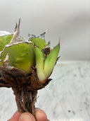 Agave titanota 虎鯊子株(Lize産) 抜き苗発送