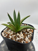 Agave ホリササ(No.30)子株(Lize血統) 抜き苗発送