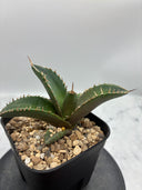 Agave titanota シャークソード子株②(Lize血統）抜き苗発送