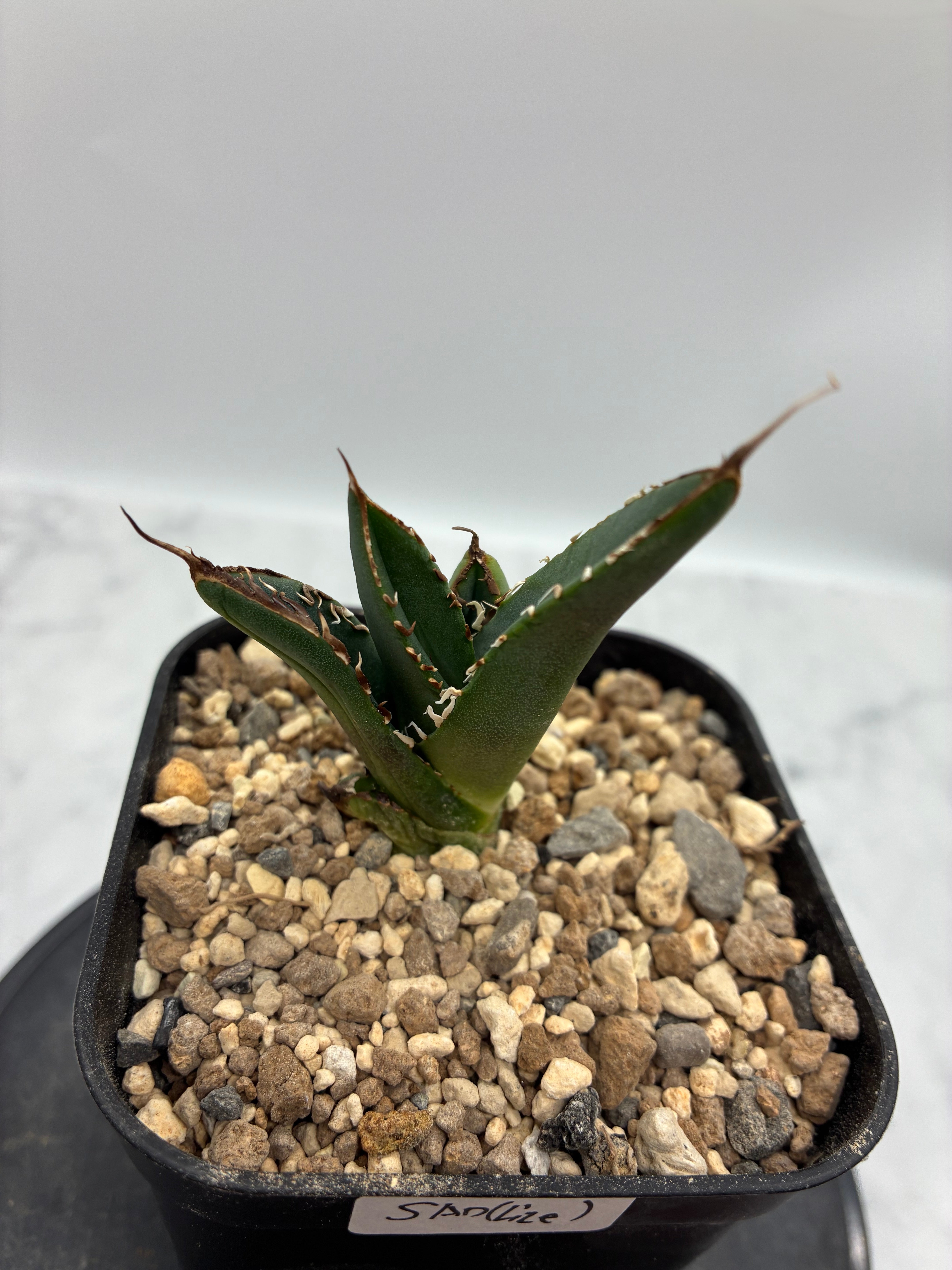 Agave titanota SAD子株①(Lize血統）抜き苗発送 – AgaveLives