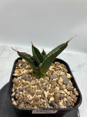 Agave titanota SAD子株①(Lize血統）抜き苗発送
