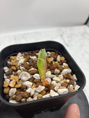 Agave titanota 大白鯊子株①(Lize血統) 抜き苗発送
