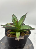 Agave ホリササ(No.17)子株①(Lize血統) 抜き苗発送