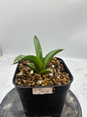 Agave ホリササ(No.58)子株(Lize血統) 抜き苗発送