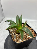 Agave ホリササ(No.20)子株③(Lize血統) 抜き苗発送