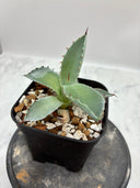 Agave 甲蟹x屈原(No.？)子株②(Lize血統) 抜き苗発送