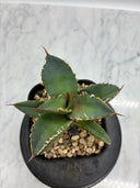 Agave titanota シャークソード子株①(Lize血統）抜き苗発送