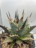 Agave 妖帝子株① タイ趣味家から輸入 抜き苗発送