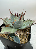 Agave 甲蟹x屈原(No.31)子株②(Lize血統) ベアルート発送
