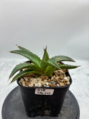 Agave ホリササ(No.20)子株③(Lize血統) 抜き苗発送