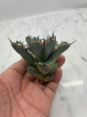 Agave titanota 黒鯨子株②(Lize血統) 未発根発送