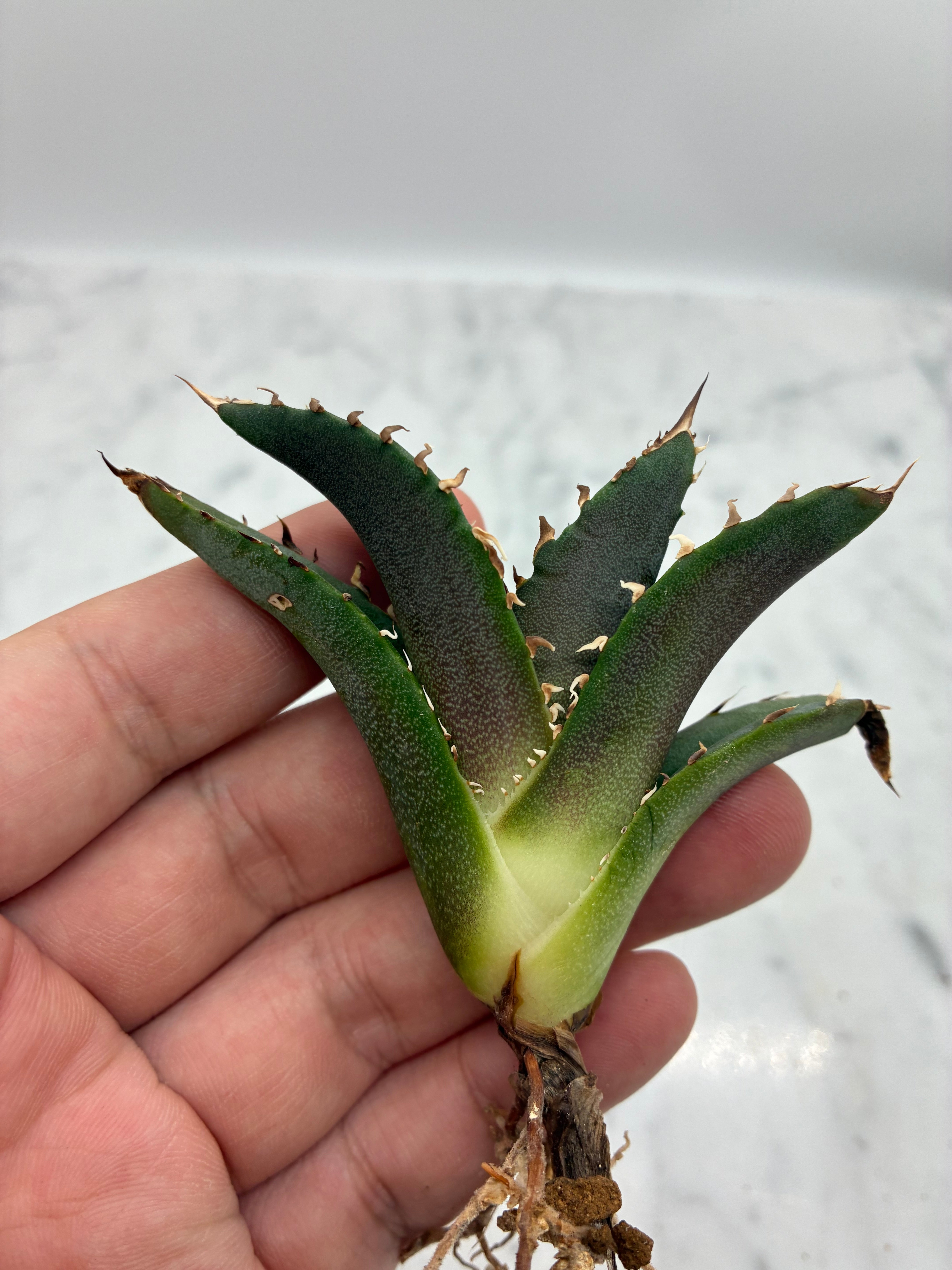 Agave titanota 白鯨子株①(Lize血統）抜き苗発送 – AgaveLives