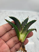 Agave titanota 白鯨子株①(Lize血統）抜き苗発送