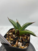 Agave titanota 緑煌子株(Lize産) 抜き苗発送