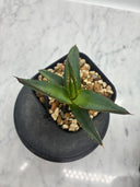 Agave ホリササ(No.31)子株(Lize血統) 抜き苗発送