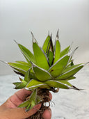 Agave ホリササ(No.39)(Lize血統) 抜き苗発送
