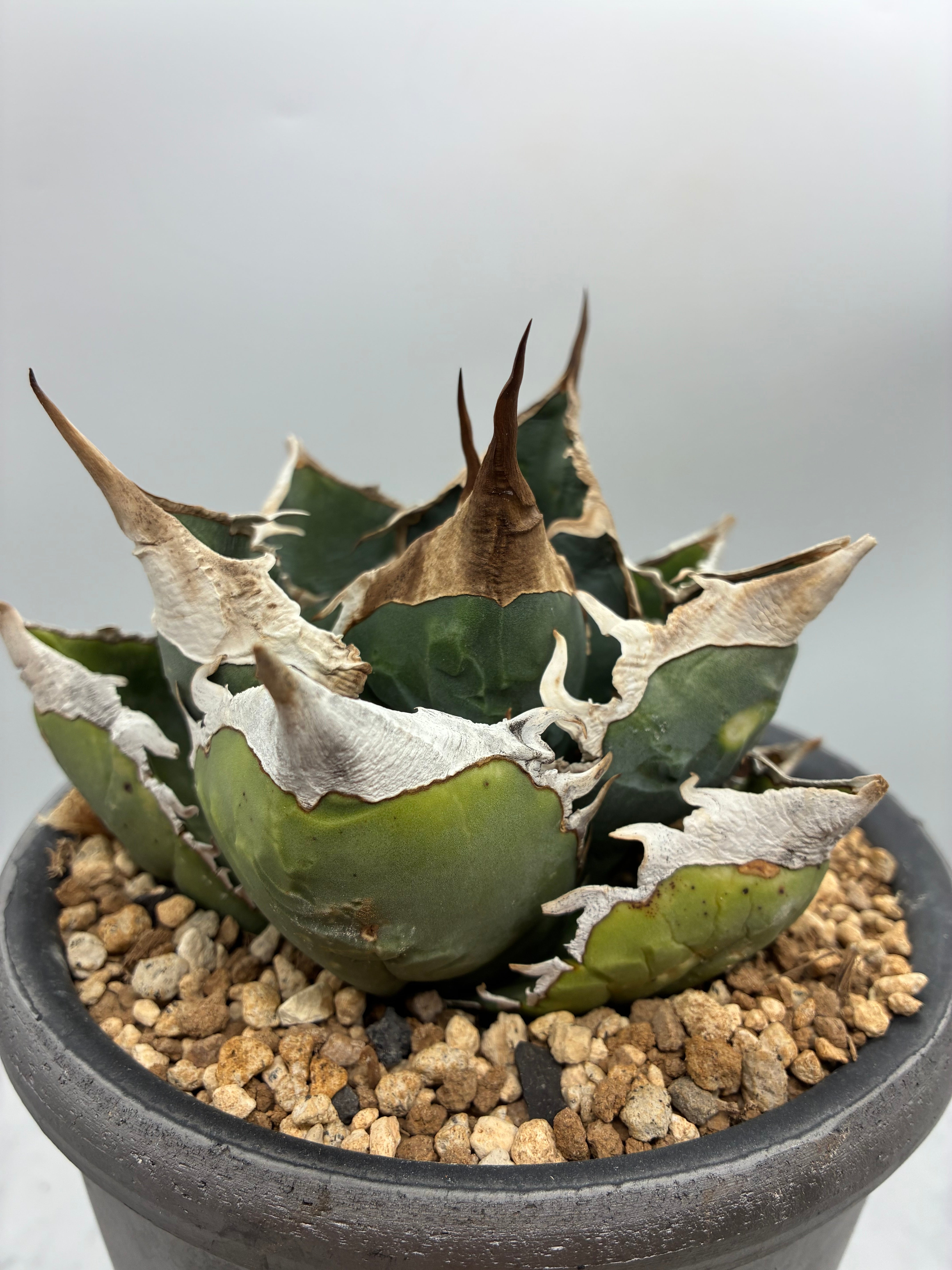 Agave titanota SAD子株①(Lize血統）抜き苗発送 – AgaveLives