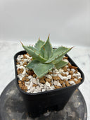 Agave 甲蟹交種子株(Lize血統) 抜き苗発送