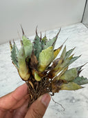 Agave 激怒之舞(No.42)子株(Lize血統) 抜き苗発送