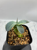 Agave Orizaba子株（US血統）抜き苗発送