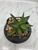 Agave ホリササ(No.17)子株①(Lize血統) 抜き苗発送
