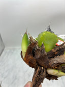 Agave titanota 虎鯊子株(Lize産) 抜き苗発送