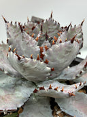 【Indoor Jungle Issue n°11掲載株】Agave 瀧之白絲x血雨雷神子株　(Lize血統) 抜き苗発送