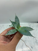 Agave 甲蟹x屈原(No.31)子株③(Lize血統) ベアルート発送