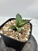 Agave titanota シーザー子株②(Lize血統)　抜き苗発送