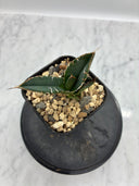Agave titanota SAD子株④(Lize血統）抜き苗発送