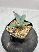 Agave 激怒之舞(No.？)子株①(Lize血統) 抜き苗発送
