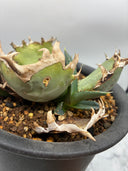 Agave titanota 鳳凰子株①(Lize血統）抜き苗発送