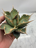 Agave titanota 鳳凰子株②(Lize血統）抜き苗発送