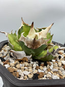 Agave titanota 白犀牛子株（Lize血統）抜き苗発送