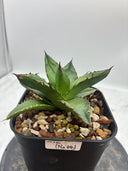 Agave ホリササ(No.44)子株(Lize血統) 抜き苗発送