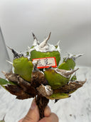 Agave titanota 虎鯊子株(Lize産) 抜き苗発送