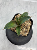 Agave titanota シャークソード子株②(Lize血統）抜き苗発送