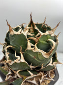 Agave titanota 白鯨子株①(Lize血統）抜き苗発送