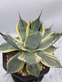 Agave Orizaba親株（US血統）抜き苗発送