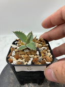屈原x瀧之白絲(個体G)子株① Lize血統 抜き苗発送