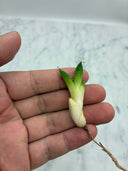 Agave titanota 大白鯊子株①(Lize血統) 抜き苗発送